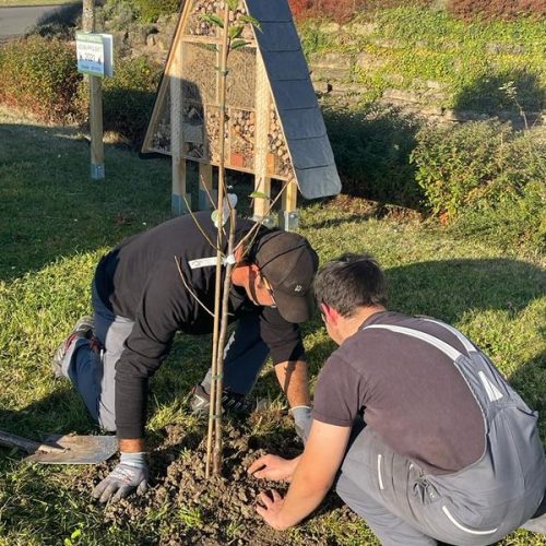 Mitarbieter pflanzen Baum