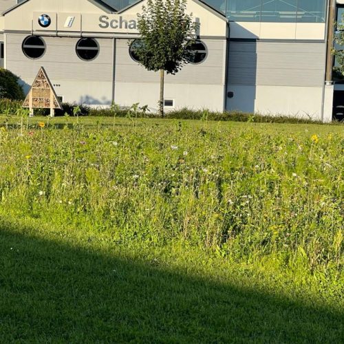 BLumenwiese am Autohaus